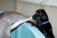 /album/%ce%b6%cf%89%ce%b1%ce%ba%ce%b9%ce%b1/dolphindog-paulriley-jpg/