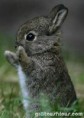 /album/%cf%86%cf%89%cf%84%ce%bf%ce%b3%ce%ba%ce%b1%ce%bb%ce%b5%cf%81%ce%b9/a209-rabbit-jpg1/