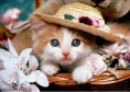 /album/%cf%86%cf%89%cf%84%ce%bf%ce%b3%ce%ba%ce%b1%ce%bb%ce%b5%cf%81%ce%b9/a221208-cuteanimals-15-jpg1/