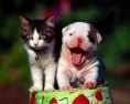 /album/%cf%86%cf%89%cf%84%ce%bf%ce%b3%ce%ba%ce%b1%ce%bb%ce%b5%cf%81%ce%b9/cat-wallpapers-011-jpg1/
